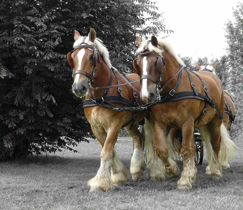 cheval trait breton attelage avant train hyppomobile