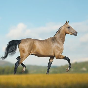 conformation akhal teke