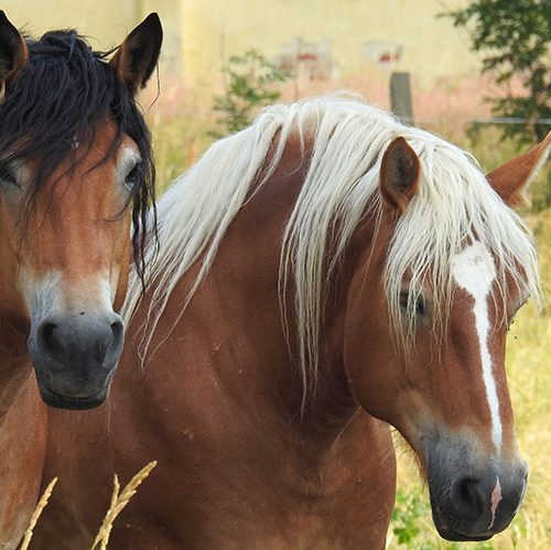 cheval trait cob normand