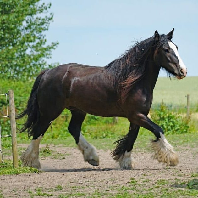 cheval trait shire chevaux grand noir blanc