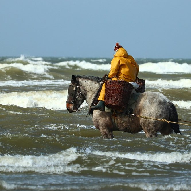 percheron cheval de trait mer travail