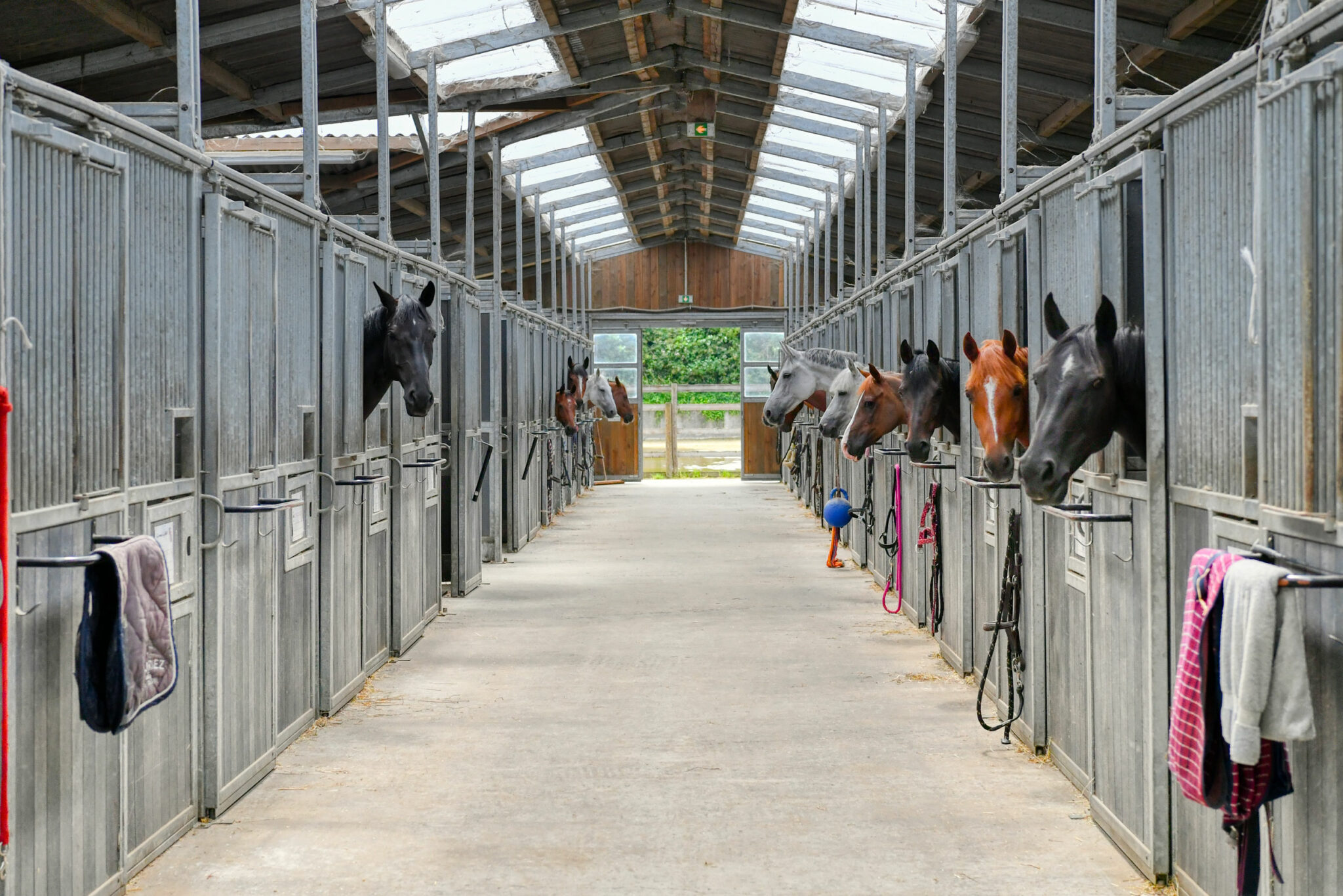 haras forest ecurie proprietaire lille bondues pensions chevaux