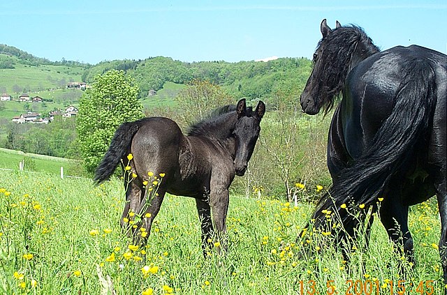 Jument poulain Frison cheval