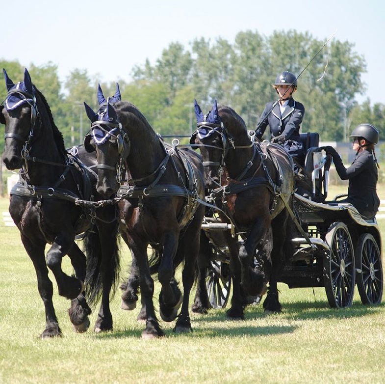 attelage frison competition chevaux