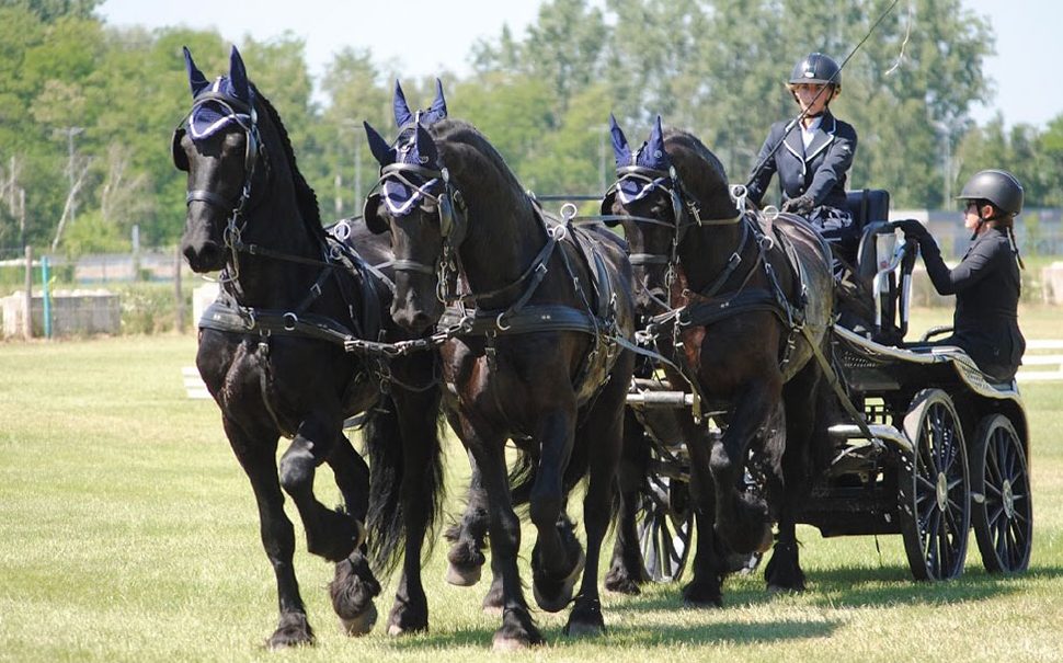 attelage frison competition chevaux